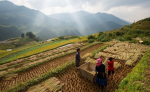Small farms have more biodiversity (Photo: CC0) Farm