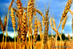 Wheat