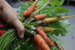 Healthy and sustainable food consumption patterns are needed (Photo: CC0) Food