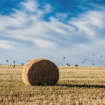 Farmland birds at threat (Photo: Emilio Küffer/Flickr.com) Farmland