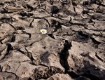 Soil