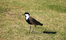 Feldvögel in Europa - bald eine Seltenheit? (Foto: CC0) Vogel