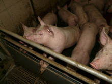 Antibiotics are also used in farming (Photo: CC0) Antibiotics