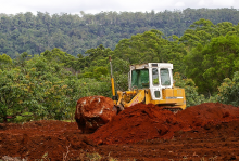 Habitat conversion is a threat to species (Photo: CC0) Wald