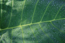 ©Fotografenname: sunflowers06, www.pixelio.de Bild Tropisches Blatt