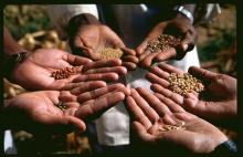 seed