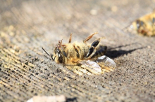 Die EU exportiert Bienengifte (Foto: CC0) DeadBee