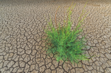 Drought