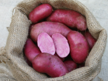 Rote Emmalie (Foto: www.kartoffelvielfalt.de) Rote