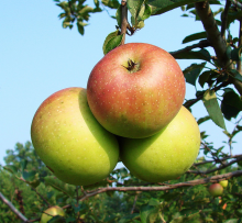 Giftiger Apfelanbau? (Foto: Martin LaBar/flickr) Apple