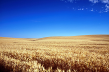 World cereal output is expected to increase in 2019 (Photo: CC0) Cereal