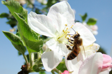 Bee pollinating an apple tree (Photo: Nikki Pirch/Flickr.com) Bee