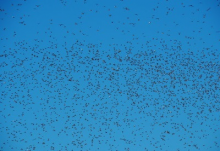 Swarm