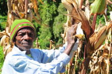 Der Klimawandel setzt Mais zu (Foto: FAO/Matthias Mugisha) Uganda