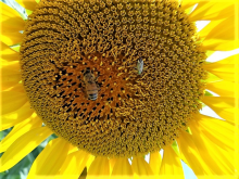 Bestäuber zu Besuch (Foto: A. Beck) Sonnenblume