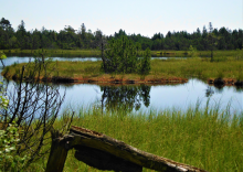 Wildsee