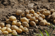 Causes of on-farm losses vary (Photo: CC0) Potatoe