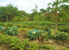 Organic farm in Curacao (Photo: A. Beck) Farm