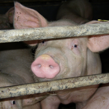 Pig