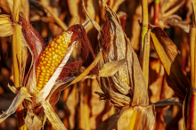 Die Maiserträge werden sinken (Foto: CC0) Corn